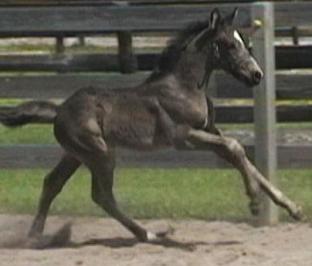 Friesian Sporthorse foal