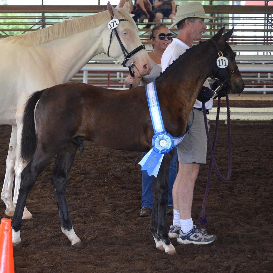 Land Rover CS Friesian Sporthorse Warmblood colt by Lexington