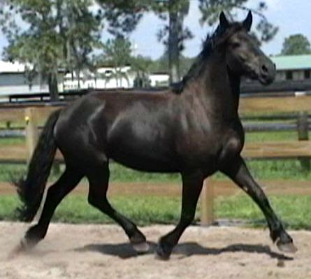 Koloa