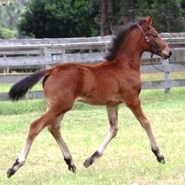 Lola CS Friesian Sporthorse filly