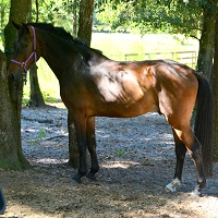 London ROF Friesian Sporthorse gelding