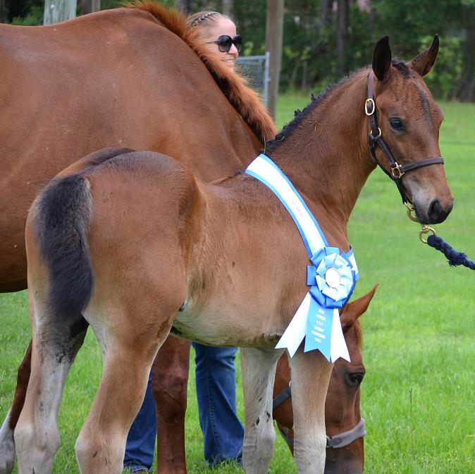 Friesian Sporthorse Champion
