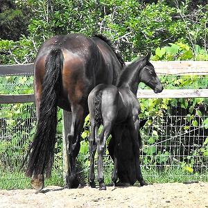 Friesian Sporthorse mare & foal Lockheed CS and Boca ROF